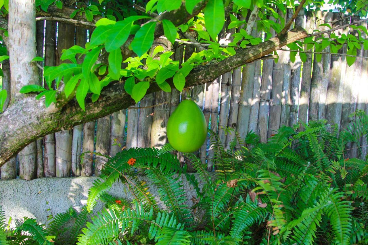 Zion Country Bed & Breakfast Manchioneal Bagian luar foto